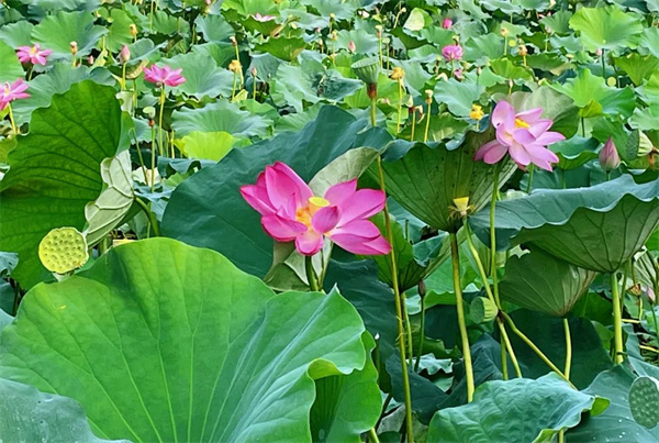 【圖說(shuō)淮南】——滿(mǎn)庭芳•焦崗湖上蓮花