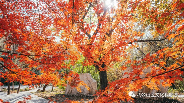 【圖說淮南】——八公山風(fēng)景區(qū)這個地方紅了！