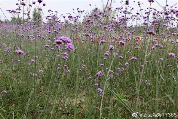 【圖說淮南】——初夏的氣息