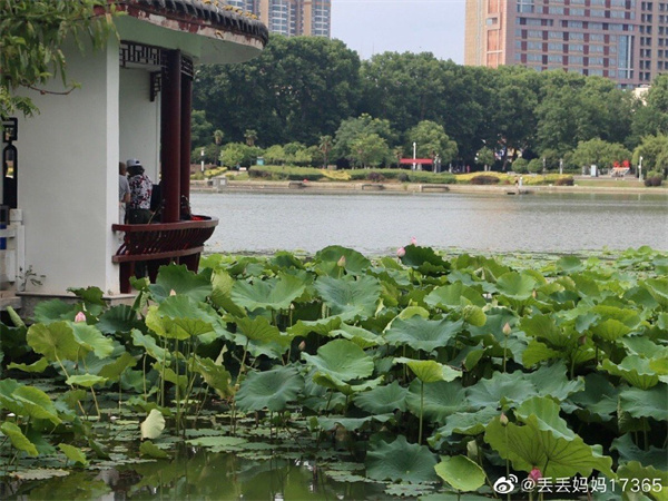 【圖說淮南】——淮南夏季的龍湖公園