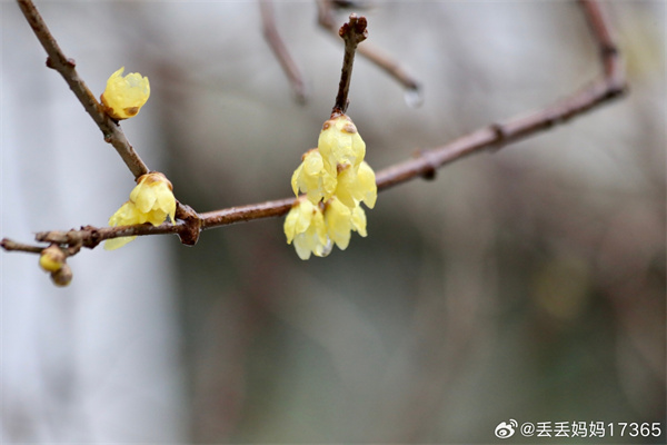 【圖說淮南】——墻角數(shù)枝梅，凌寒獨(dú)自開