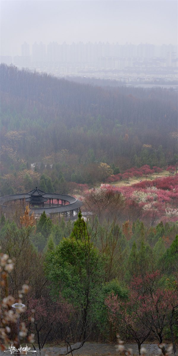 【圖說(shuō)淮南】——山南梅園 雨夾雪的三月三日