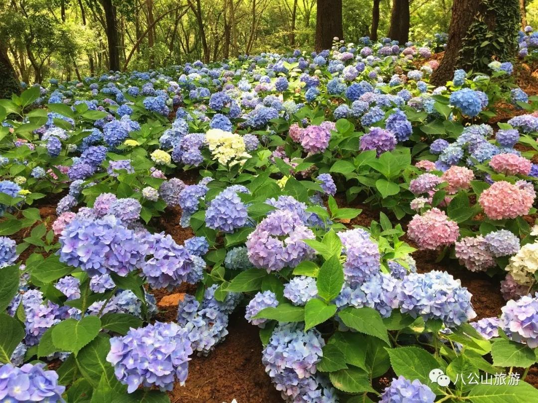 八公山地質(zhì)公園八仙花花海