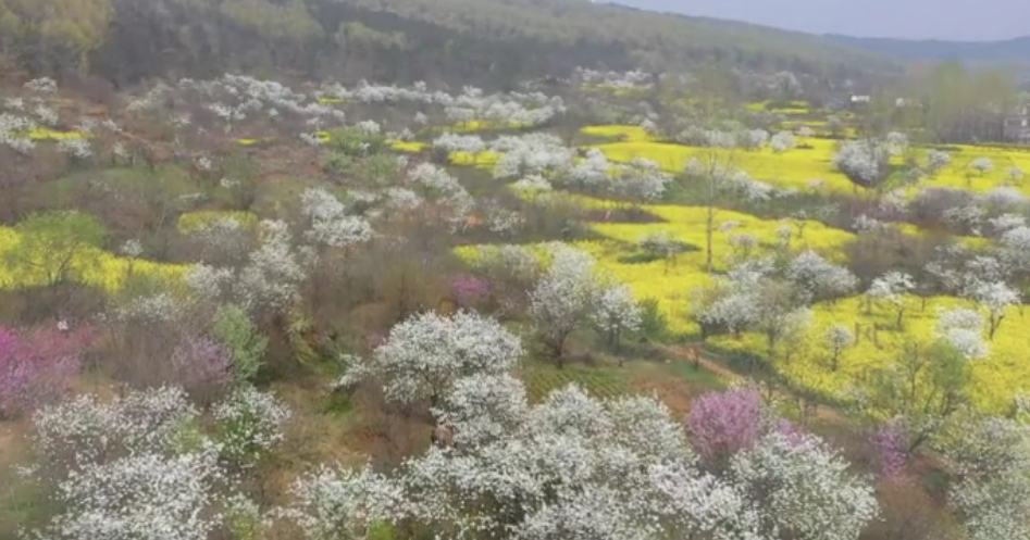 淮南八公山漫山花開