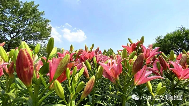 八公山百合花燦爛綻放